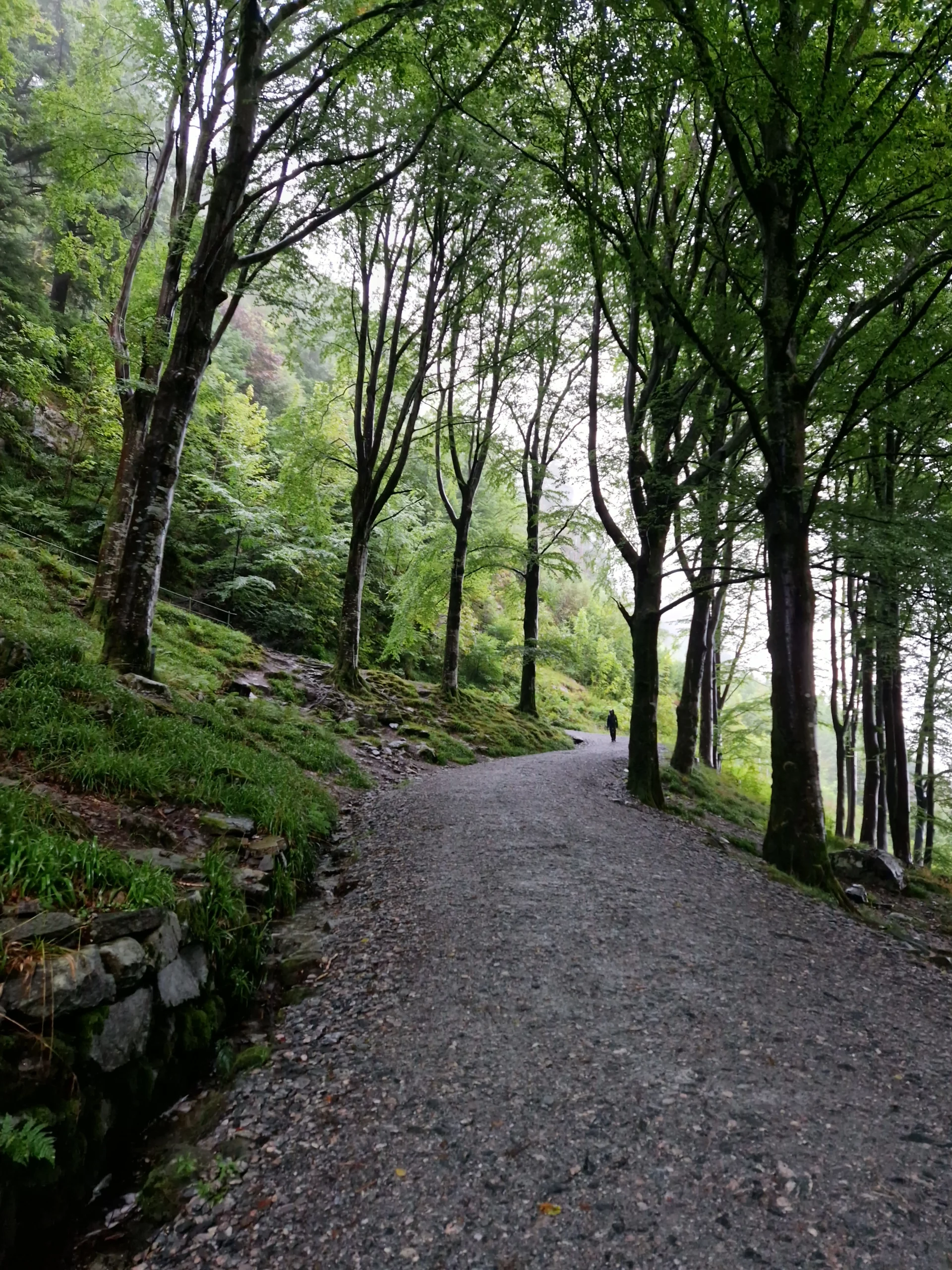 Fløibanen funicular climbing to Mount Fløyen in Bergen, with forest trail used to walk back down